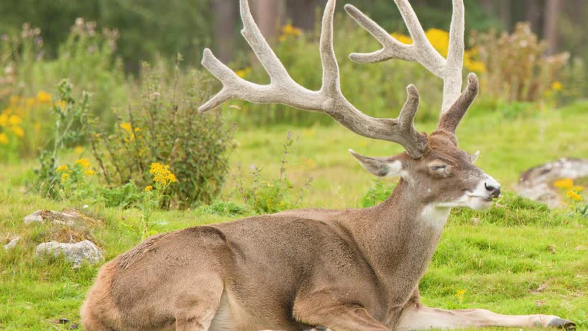 Large red deer stag with antlers resting on green meadow, natural daylight, static camera