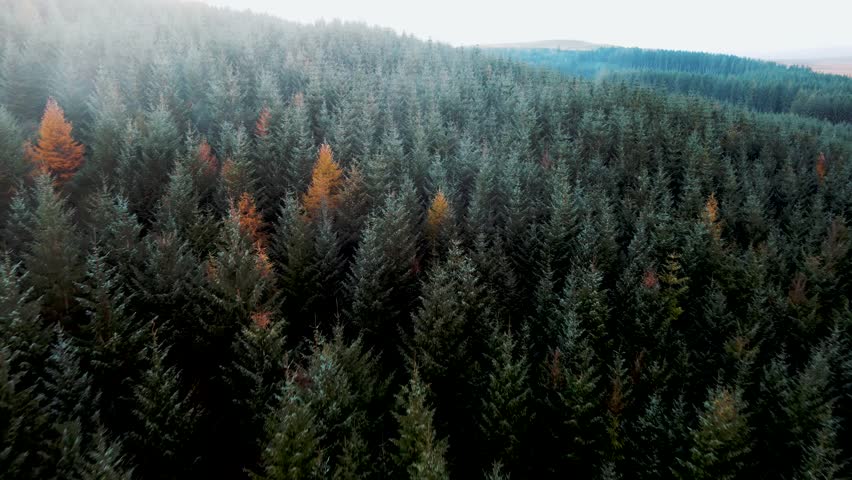 Aerial 4K view gliding over misty autumn woodland in the Welsh Countryside, showcasing rich evergreen treetops and sweeping natural landscapes during golden hour.