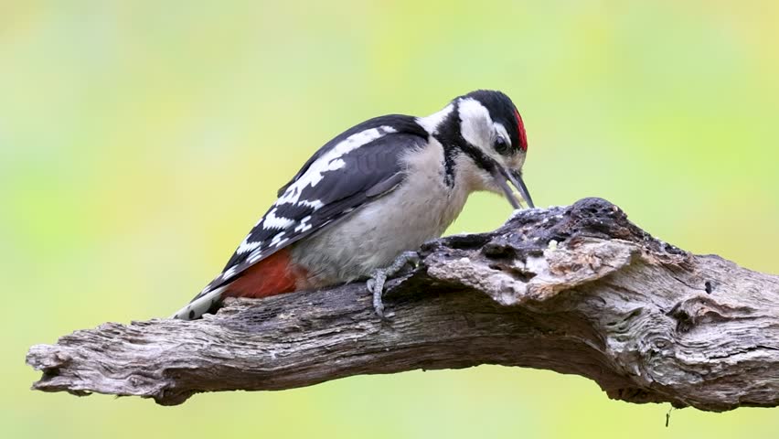 Close Up of a juvenile Great Spotted Woodpecker, Dendrocopos major, foraging on a dead weathered horizontal tree branch against blurred green yellow background