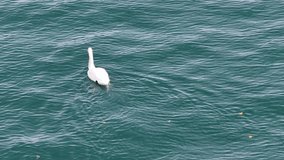 Swan swimming on turquoise water with ripples, serene nature wildlife scene on alpine lake. - Powered by Shutterstock - Get 15% off with code: PIKWIZARD15