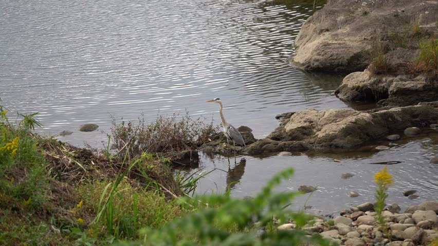 The Great Blue Heron Bird in the Kiso River