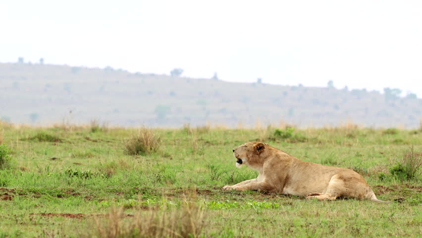 Lioness lying down in green field roars in early morning releasing breath vapor