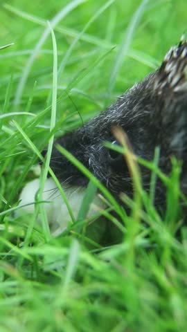 Wild hedgehog in fresh green grass sniffs peeled lychee, bites pieces off, chews slowly, pauses under blades, then continues eating with calm focused foraging behavior.