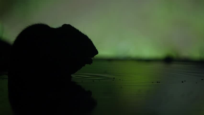 Slow motion of brown rat sniffing at edge of forest clearing, silhouetted in dim light