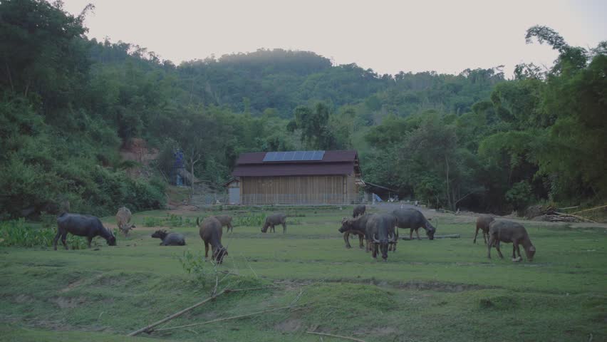 Water buffalo grazing on vibrant green pasture with a building and mountains in the background