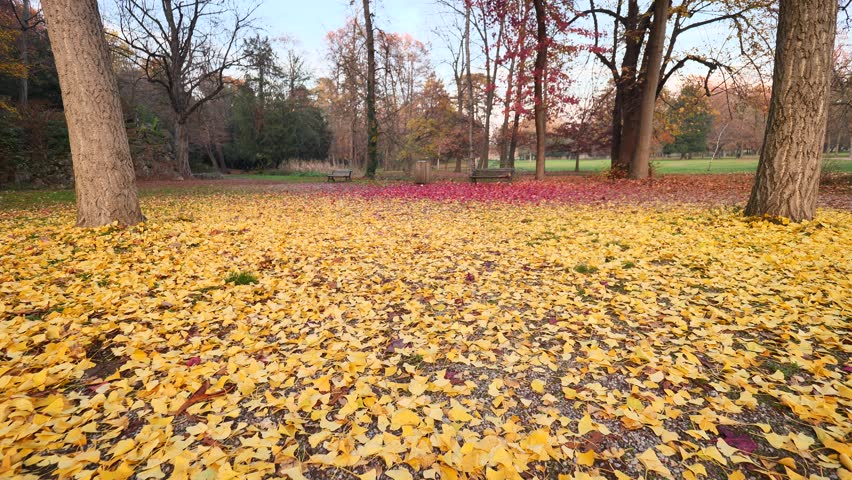 Autumn leaves fallen in Villa Reale parc Monza, Lombardy, Italy