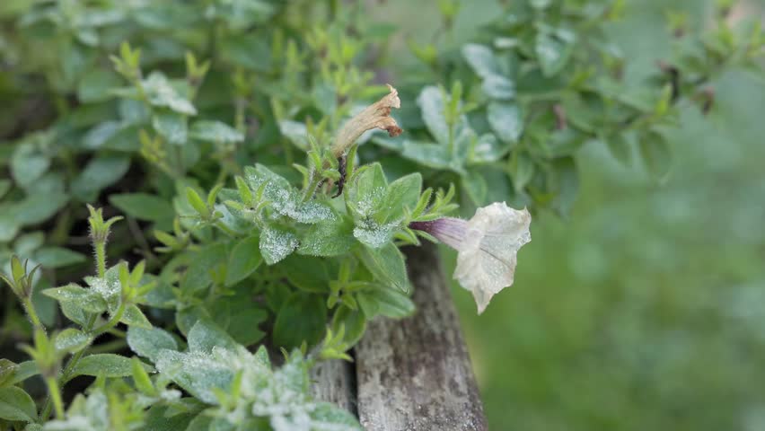 Close-up of a white flower frozen in an outdoor planter during winter, fragile petals encased in ice, capturing serene stillness and seasonal cold.