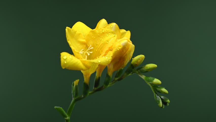 Close-up 4K video of a cheerful
golden yellow Freesia blooms and
green buds with water drops. The
flower stands out against a green
background