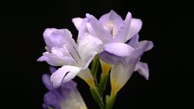 Close-up 4K video of a delicate
purple, lavender Freesia blooms ,
against a black background - Powered by Shutterstock - Get 15% off with code: PIKWIZARD15