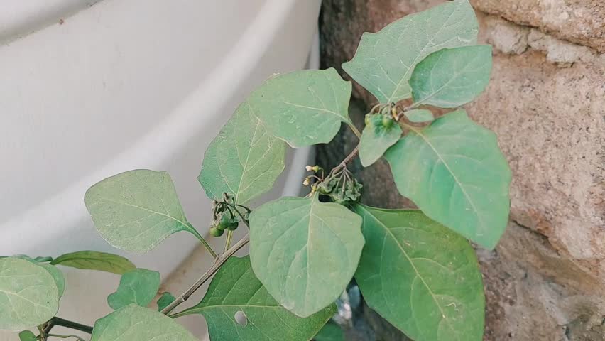 view of nightshade plant showing unripe and ripe berries