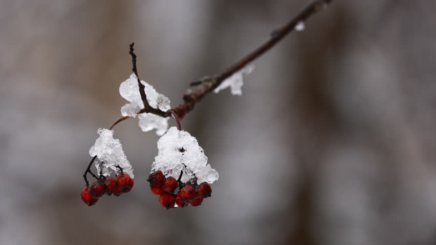 A Close-Up Of Red Rowan Berries Covered In Snow, Gently Swaying On A Branch During A Calm Winter Snowfall.