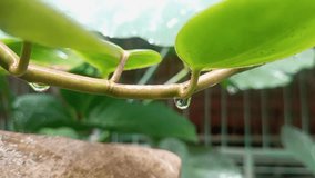 Close-up footage of fresh green leaves with water droplets hanging delicately from the stem. Soft natural light and a calm outdoor setting create a refreshing, tranquil, and nature-focused atmosphere - Powered by Shutterstock - Get 15% off with code: PIKWIZARD15