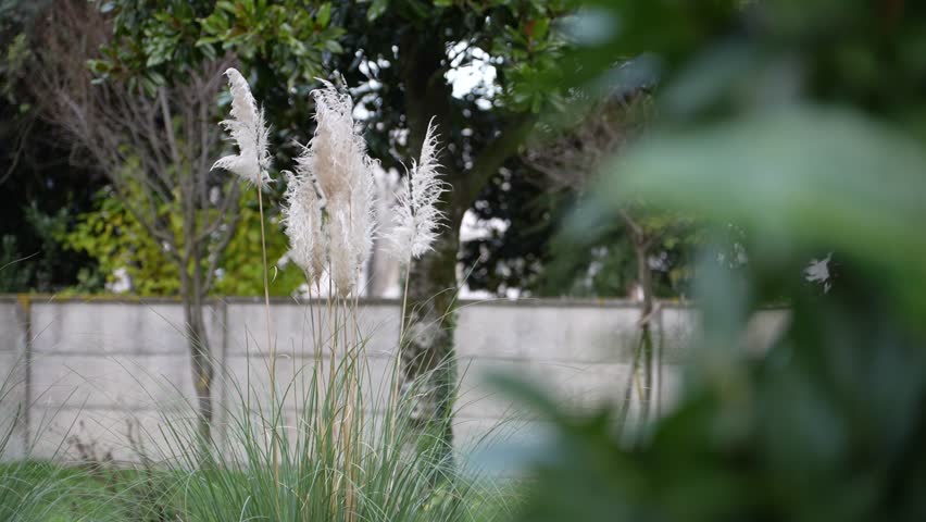 Fluffy white plumes of pampas grass gently moving in the breeze in a lush garden setting, with a concrete wall and green trees creating a serene and natural background atmosphere