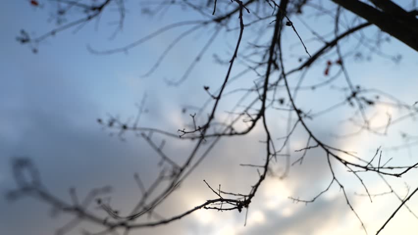 Somber bare tree branches moving gently in the wind against a cold, cloudy winter sky, creating a melancholic and peaceful atmosphere with a sense of seasonal change and stillness