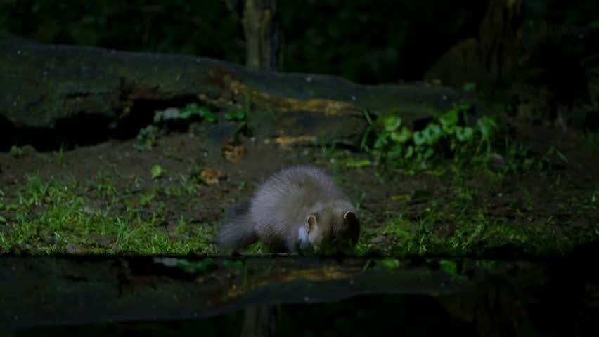 A beech marten cautiously walking along a mossy stream edge in the forest of Drenthe