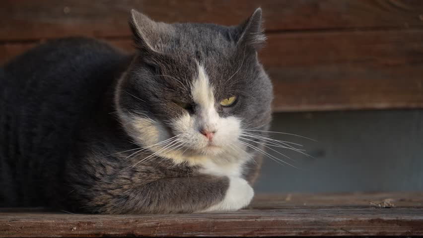 Adorable gray and white cat resting comfortably on a rustic wooden bench, basking in the afternoon sun while slowly falling asleep, blinking its tired eyes before dozing off completely