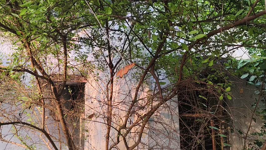 Butterfly Close-Up in Evening Light | 4K Macro Nature Footage