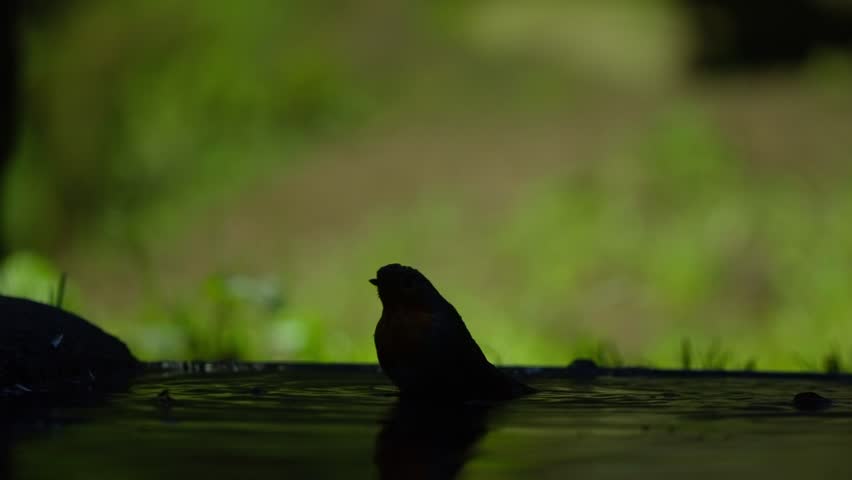 Eurasian robin silhouetted against soft light on forest ground, bird remains calmly perched