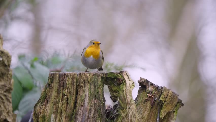 Robin flutters wings rapidly before taking flight from tree stump in slow graceful arc