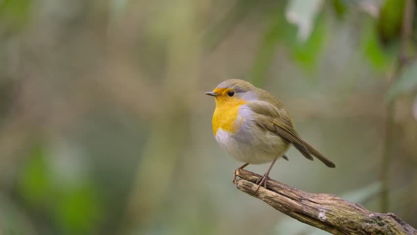 Colorful robin sings while perched on branch surrounded by soft focus forest greenery