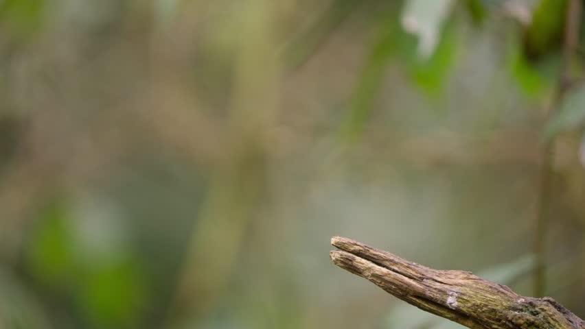 Eurasian robin flutters wings while perched on branch in forest, subtle movement in slow motion