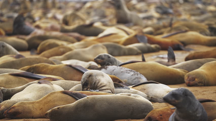 Huge sea lion colony resting along Namibia’s Skeleton Coast, filling the frame with countless marine mammals across sandy shores in a vast and rugged coastal wilderness