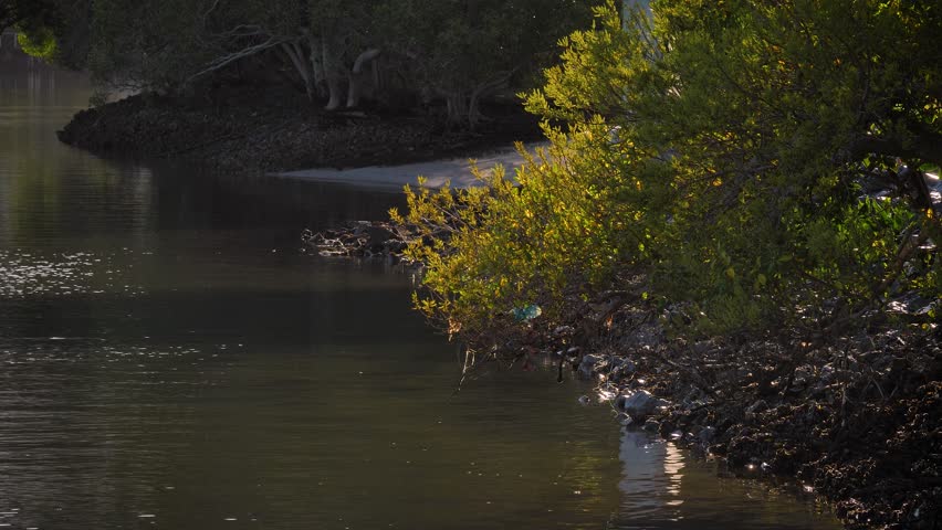 Mangroves along the Nerang River on a sunny morning, Gold Coast, Queensland Australia