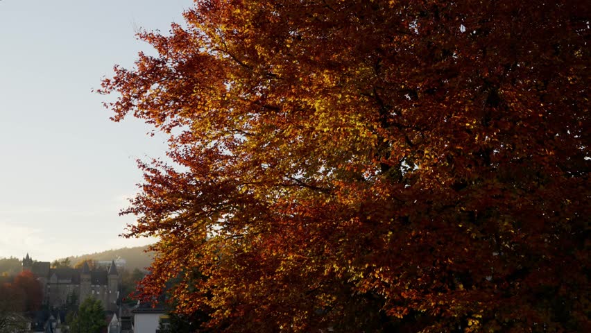 autumn suburban view of colorful trees and classic rooftops under blue sky, wispy clouds, golden foliage