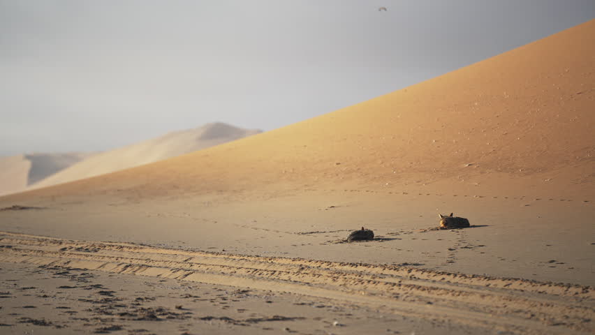 Jackals napping in the Namib Desert near Sandwich Harbour, resting on warm dunes in a remote, arid landscape, showcasing calm wildlife behavior in a vast sandy environment