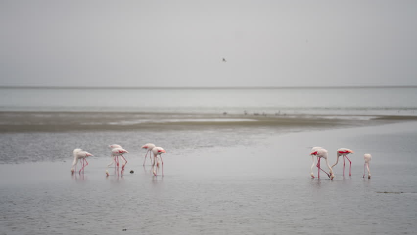 Group of flamingos feeding along the Namib coast in Africa, wading in shallow waters with vibrant pink plumage, showcasing natural wildlife behavior in a coastal habitat