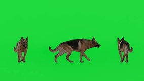 4K 3D render of a German Shepherd dog shown from multiple angles on a green screen background, isolated for chroma key compositing. Ideal for animation, VFX, security-themed content, training videos - Powered by Shutterstock - Get 15% off with code: PIKWIZARD15
