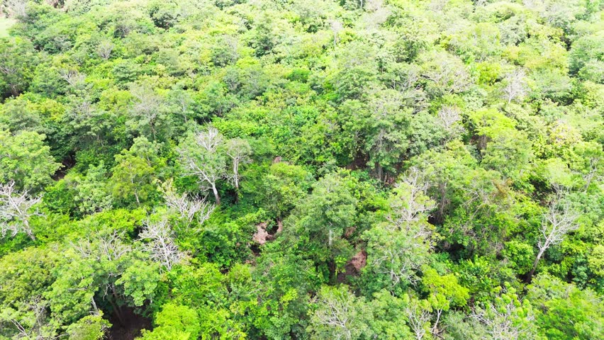 Slow forward aerial of dense Amazon rainforest canopy in Brazil, showing vibrant green jungle textures and untouched tropical nature captured from above