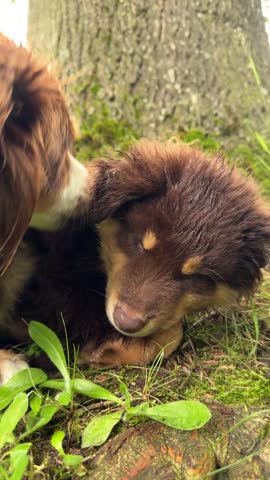 An Adorable Puppy Contentedly Napping Peacefully Under a Tree in Beautiful Nature