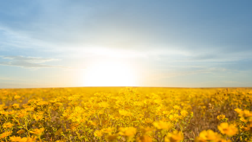 wild prairie flowers at the sunset, outdoor time lapse scene