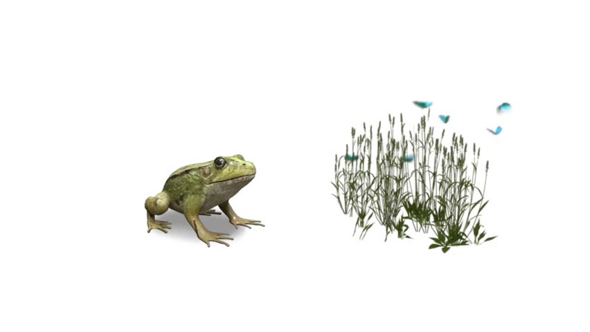 Butterflies dancing on the grass in front of a frog with a white background