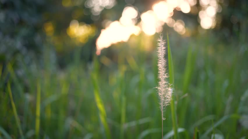 Delicate Feathery Grass Plume Backlit by Golden Hour Sun Flare and Bokeh