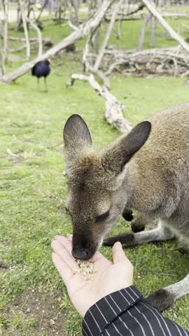 Lady feeding Red-necked wallaby close-up