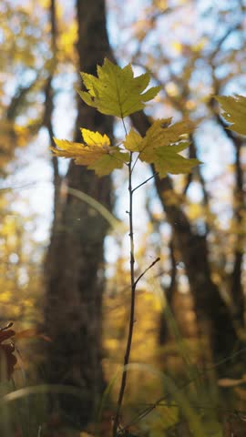 Cinematic view of the autumn mountain forest. A maple sprout with yellow leaves is swaying in the wind. Sunny October. Tree crowns.