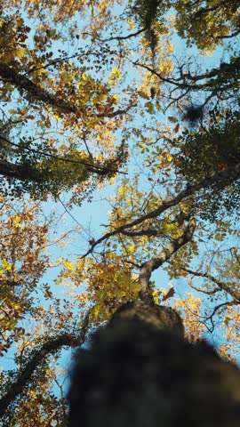  Cinematic view of the autumn mountain forest. Yellow leaves are swaying in the wind. Sunny October. Tree crowns.