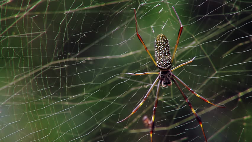 Golden Silk Orb-Weaver Spider on Web, Misiones Forest, Argentina - 4K