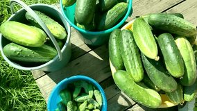 Fresh cucumbers in buckets on a wooden deck sunny day top view farm harvest for pickling and canning organic vegetables natural produce video no people - Powered by Shutterstock - Get 15% off with code: PIKWIZARD15