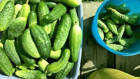 Fresh cucumbers in buckets on a wooden deck sunny day top view farm harvest for pickling and canning organic vegetables natural produce video no people - Powered by Shutterstock - Get 15% off with code: PIKWIZARD15