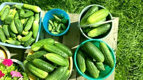 Fresh cucumbers in buckets on a wooden deck sunny day top view farm harvest for pickling and canning organic vegetables natural produce video no people - Powered by Shutterstock - Get 15% off with code: PIKWIZARD15