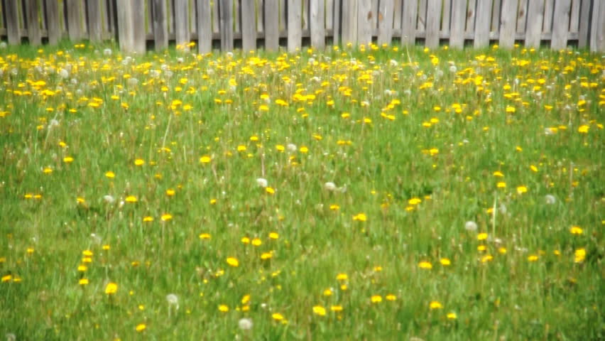 Wind blows though a field of yellow dandelions in a backyard. 