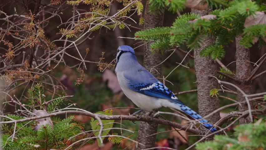 Autumn Forest Scene With Blue Jay On Maple Branch Canada. A Wild Blue Jay Sits On A Tree Branch Amid Bright Red And Yellow Leaves In The Peaceful Autumn Forest Of Nova Scotia.