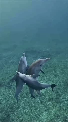 Three Bottlenose Dolphins Swimming Together