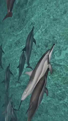 Pod of Dolphins Swimming in Clear Blue Water