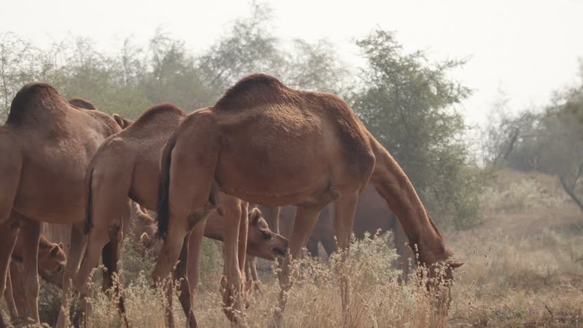 The ship of deserts in their timeless quest for survival. A group of Camels gracefully browses on tree leaves.