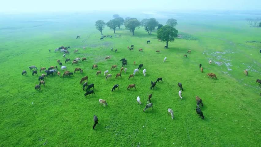 4K Drone Over Rural Green Fild And Cattle Walking