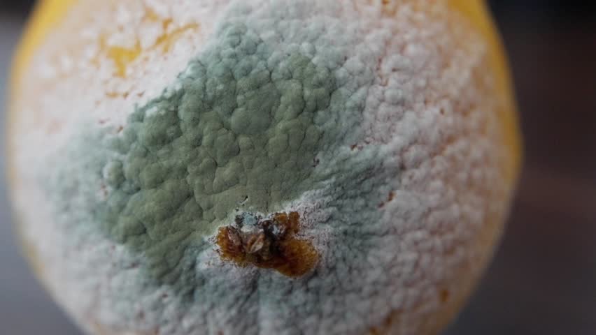 fungal growth on citrus surface, detailed view of mold and spores on citrus rind surface, microbiological analysis of mold proliferation on decaying citrus fruit surface for safety assessment